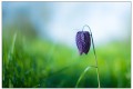 fritilaire pintade 2